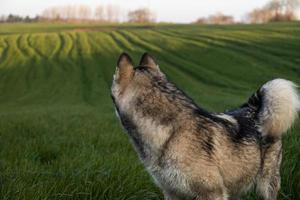 beautiful dog looks into the distance photo