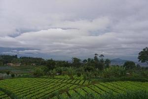 View of a fresh green side of the road photo