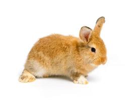 Brown cute bunny rabbit on white background photo