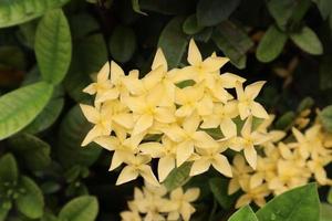 Yellow flower in blooming season photo