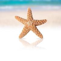 estrella de mar en la playa foto