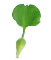 Fresh Water Hyacinth, Eichhornia crassipes isolated photo