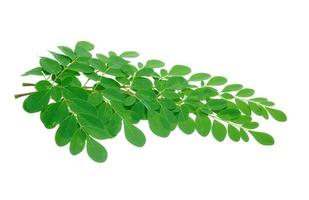 moringa oleifera hojas aislado en blanco antecedentes foto