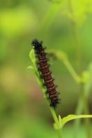 Baltimore checkerspot butterfly caterpillar photo