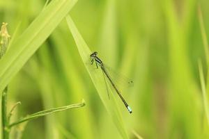 damselfly on a leaf photo