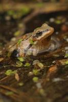 Western chorus frog photo