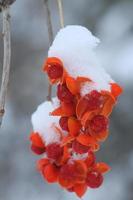 Bittersweet berries in the snow photo