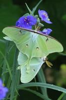 luna moths mating photo