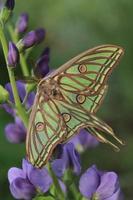 Spanish moon moth photo