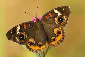 Buckeye butterfly on new England aster photo