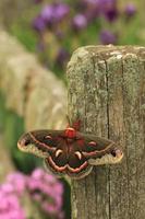 cecropia moth on post photo