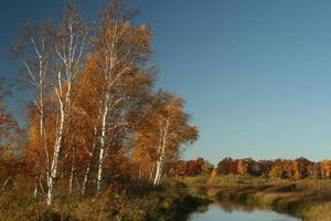 álamos en otoño foto