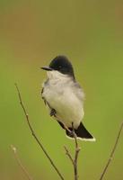 eastern kingbird on branch photo
