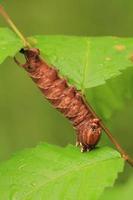 elm sphinx caterpillar photo