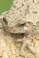 gray treefrog closeup photo