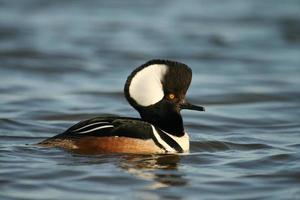 hooded merganser displaying photo