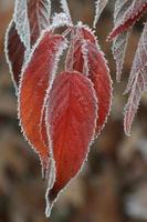 Frost on fall leaves photo