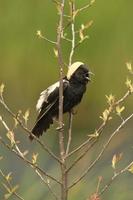 bobolink calling from willow photo