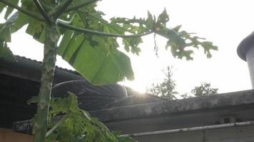 Visão do tropical árvore com Sol conjunto dentro a céu sobre a local casa dentro phuket Tailândia video