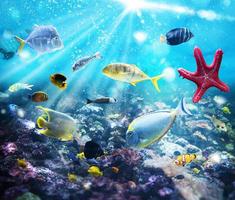 Marine life view photo