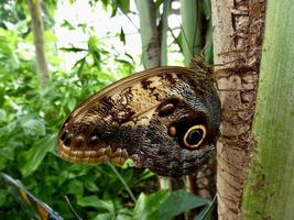 Giant Owl Butterfly on a tree photo