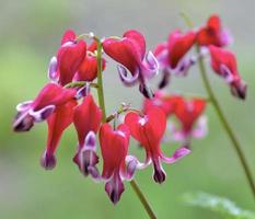 hermosa sangrado corazón flores en un jardín foto