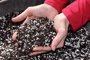 Female hands in potting soil photo