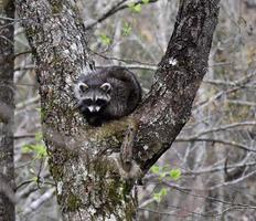 linda bebé mapache en un árbol foto