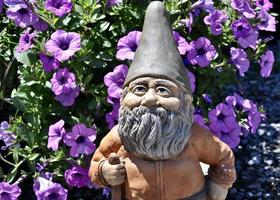 Garden Gnome and petunias photo