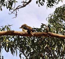 Kookaburra en goma árbol, Australia foto