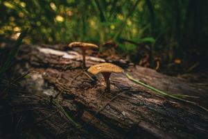 Mushrooms on a log photo