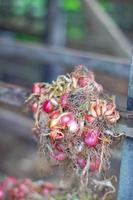 Stacked Onions That Impress photo