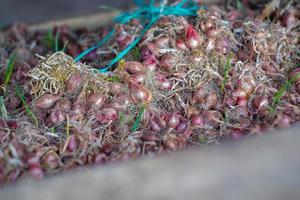 Stacked Onions That Impress photo