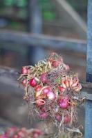 Stacked Onions That Impress photo