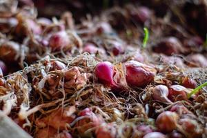 Stacked Onions That Impress photo