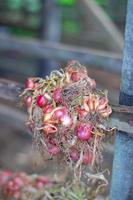 Stacked Onions That Impress photo