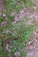 A ground texture background with pieces of grass, small rocks, pebbles and dirt photographed from above photo