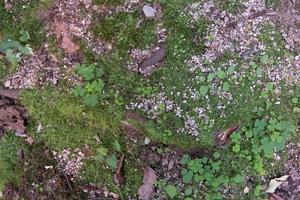 A ground texture background with pieces of grass, small rocks, pebbles and dirt photographed from above photo