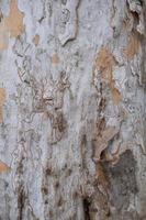 Real rough tree textures from nature great for background photo