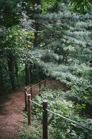 Mountain slope with forest photo