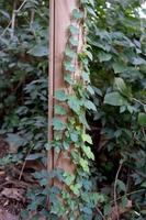 Vines on tree and wooden background photo