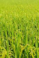 The lush green rice plants in the farmer's garden are ready to be harvested soon to be sold and processed into a staple food for Asians for rice grown in Thailand to be sold around the world. photo