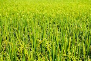 The lush green rice plants in the farmer's garden are ready to be harvested soon to be sold and processed into a staple food for Asians for rice grown in Thailand to be sold around the world. photo