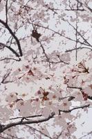 Sakura cherry blossom in spring photo
