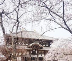 Sakura cherry blossom in spring photo