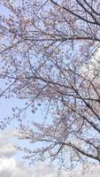 a bunch of pink sakura cherry blossom in spring photo