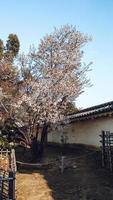 a bunch of pink sakura cherry blossom in spring photo