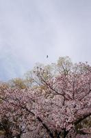 Sakura cherry blossom in spring photo