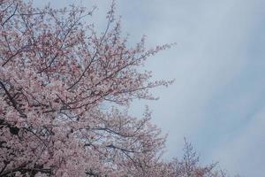 a bunch of pink sakura cherry blossom in spring photo