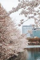 a bunch of pink sakura cherry blossom in spring photo
